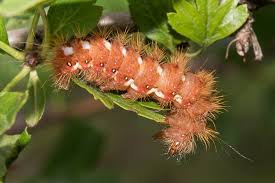 Attēlu rezultāti vaicājumam “Acronicta rumicis larva”