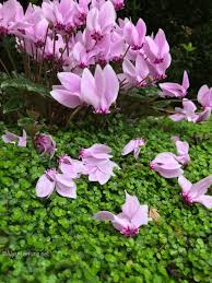 Attēlu rezultāti vaicājumam “Cyclamen hederifolium”