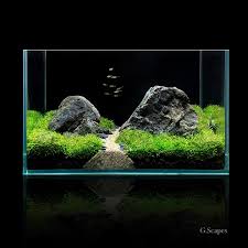 Attēlu rezultāti vaicājumam “Riccia fluitans”