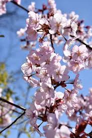 Attēlu rezultāti vaicājumam “Prunus (sakura)”