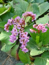 Attēlu rezultāti vaicājumam “Bergenia crassifolia flower”