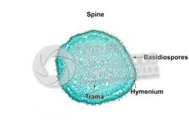 Attēlu rezultāti vaicājumam “Hydnum sp.”