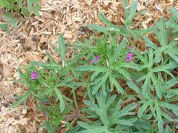Attēlu rezultāti vaicājumam “Geranium dissectum leaf”
