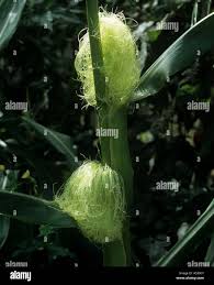 Attēlu rezultāti vaicājumam “Zea mays female flower”