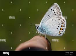 Attēlu rezultāti vaicājumam “Agrodiaetus amandus male”