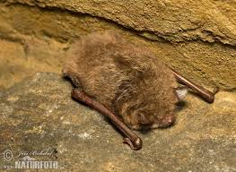 Attēlu rezultāti vaicājumam “Myotis daubentonii”