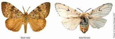 Attēlu rezultāti vaicājumam “Lymantria dispar”