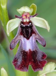 Attēlu rezultāti vaicājumam “Ophrys insectifera flower”