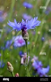Attēlu rezultāti vaicājumam “Cyanus segetum flower”