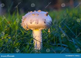 Attēlu rezultāti vaicājumam “Amanita strobiliformis”