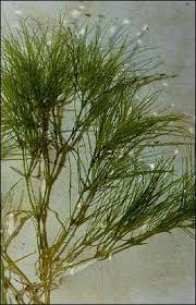 Attēlu rezultāti vaicājumam “Najas minor leaf”