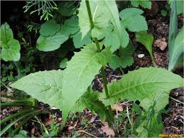 Attēlu rezultāti vaicājumam “Crepis paludosa leaf”