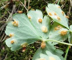 Attēlu rezultāti vaicājumam “Puccinia agrostidis”