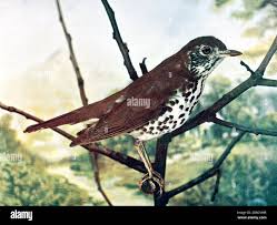 Image result for Hylocichla mustelina