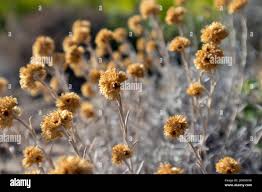 Attēlu rezultāti vaicājumam “Helichrysum arenarium”