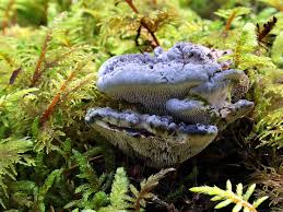 Attēlu rezultāti vaicājumam “Hydnellum sp.”