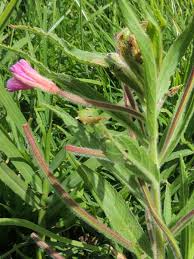 Attēlu rezultāti vaicājumam “Epilobium hirsutum leaf”