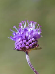 Image result for Succisa pratensis