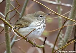 Image result for Catharus guttatus