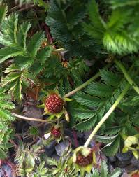 Attēlu rezultāti vaicājumam “Argentina anserina bud”