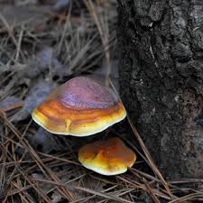 Attēlu rezultāti vaicājumam “Ganoderma lucidum”