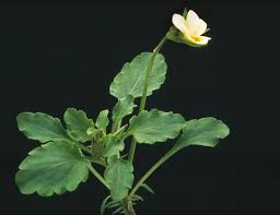 Attēlu rezultāti vaicājumam “Viola arvensis bud”