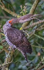 Attēlu rezultāti vaicājumam “Cuculus canorus juvenile”