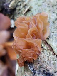 Attēlu rezultāti vaicājumam “Lamproderma pulchellum macro”