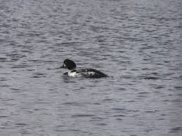 Attēlu rezultāti vaicājumam “Bucephala clangula juvenile”