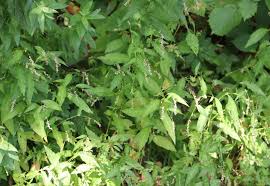 Attēlu rezultāti vaicājumam “Sphacelotheca hydropiperis”