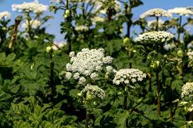 Attēlu rezultāti vaicājumam “Heracleum sosnowskyi flower”