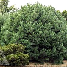 Attēlu rezultāti vaicājumam “Pinus sylvestris var. turfosa”