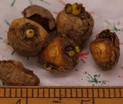 Attēlu rezultāti vaicājumam “Corydalis solida fruit”