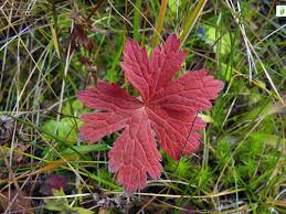 Attēlu rezultāti vaicājumam “Geranium sylvaticum leaf”