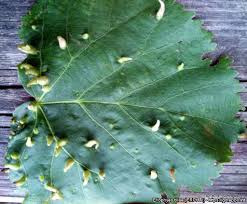 Attēlu rezultāti vaicājumam “Eriophyes tiliae”