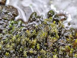 Attēlu rezultāti vaicājumam “Chiloscyphus polyanthos”