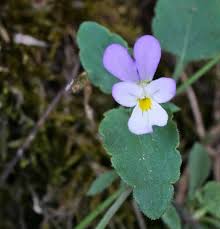 Attēlu rezultāti vaicājumam “Viola tricolor leaf”