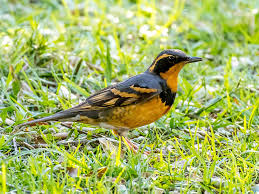 Image result for Ixoreus naevius