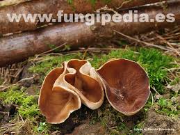 Attēlu rezultāti vaicājumam “Disciotis venosa”