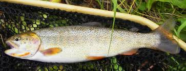 Image result for Oncorhynchus clarkii