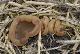 Attēlu rezultāti vaicājumam “Peziza repanda”