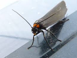 Attēlu rezultāti vaicājumam “Atolmis rubricollis”