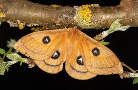 Attēlu rezultāti vaicājumam “Aglia tau”