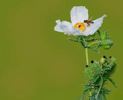 Attēlu rezultāti vaicājumam “Papaver argemone flower”