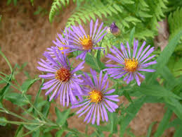 Image result for Aster novae-angliae