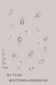 Attēlu rezultāti vaicājumam “Arrhenia spatulata”