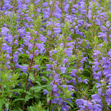 Image result for Dracocephalum moldavicum