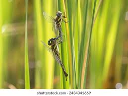 Attēlu rezultāti vaicājumam “Aeshna mixta male”