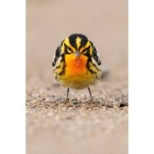 Image result for Dendroica fusca