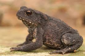 Attēlu rezultāti vaicājumam “Bufo bufo”